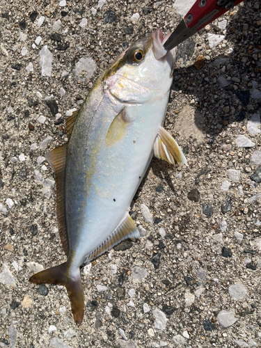 ショゴの釣果