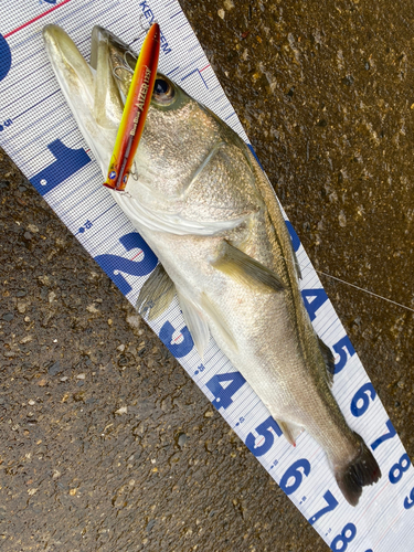 シーバスの釣果