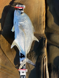 ロウニンアジの釣果