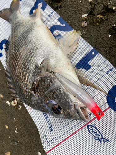 キビレの釣果