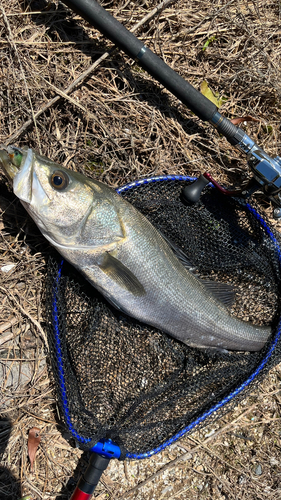 スズキの釣果