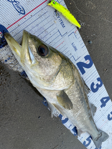 シーバスの釣果