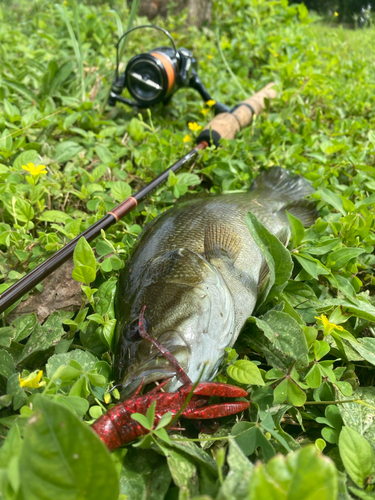 スモールマウスバスの釣果