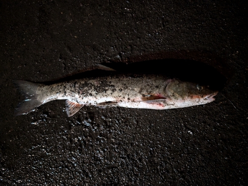 ウグイの釣果