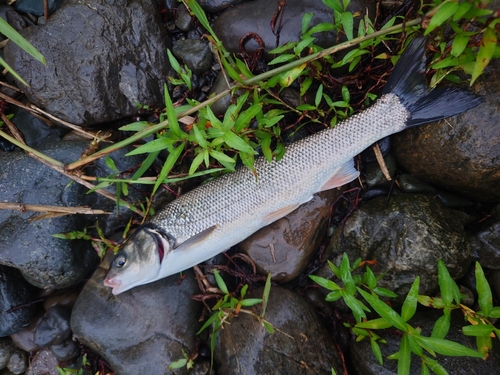 ウグイの釣果