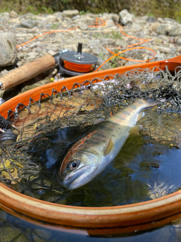 ヤマメの釣果