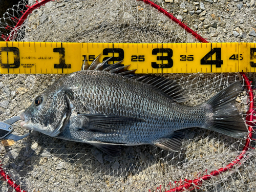 クロダイの釣果