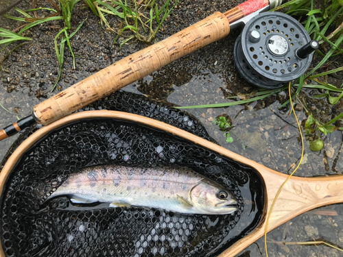 ヤマメの釣果