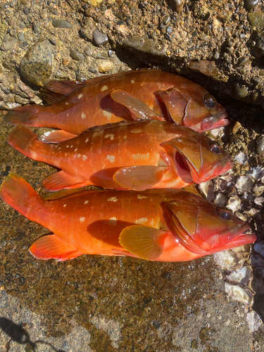 アカハタの釣果