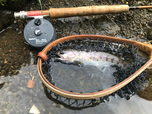 ヤマメの釣果