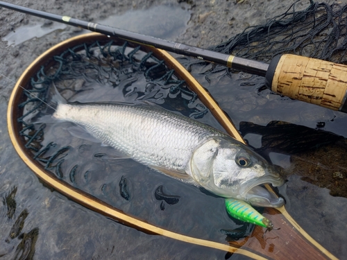 ハスの釣果