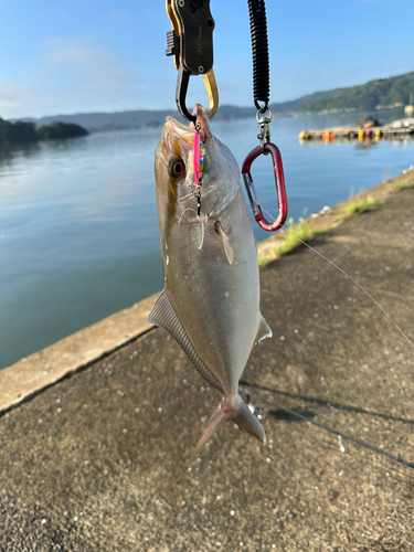 ネリゴの釣果