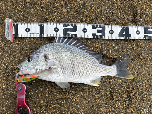 チヌの釣果