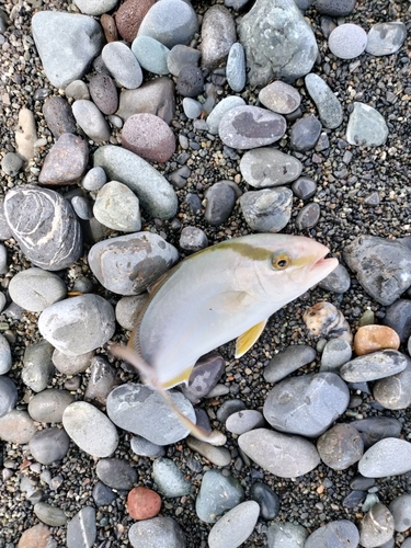 ショゴの釣果