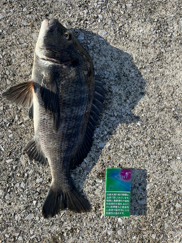 クロダイの釣果