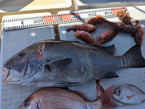 コロダイの釣果