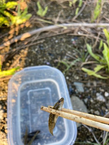 ビリンゴの釣果