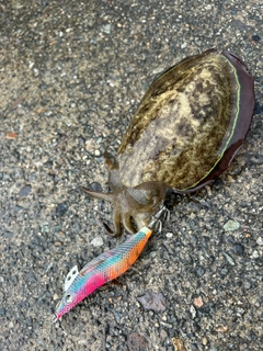 コウイカの釣果