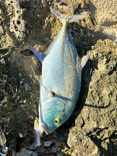 カスミアジの釣果