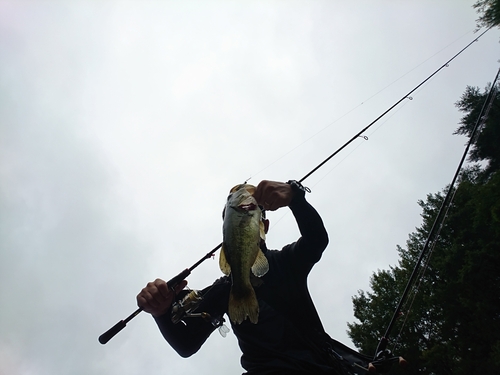 ラージマウスバスの釣果