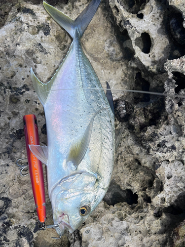 オニヒラアジの釣果