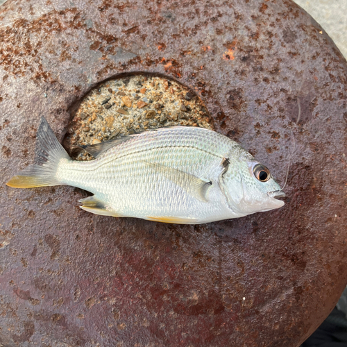 キビレの釣果