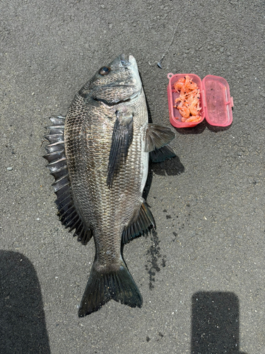 クロダイの釣果