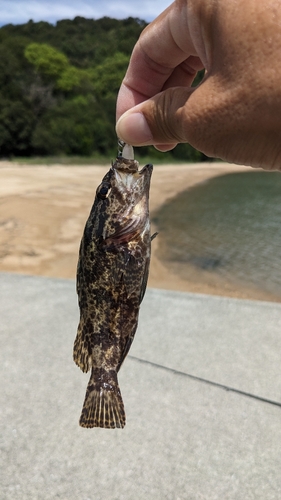 タケノコメバルの釣果