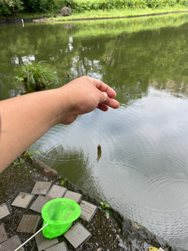 クチボソの釣果