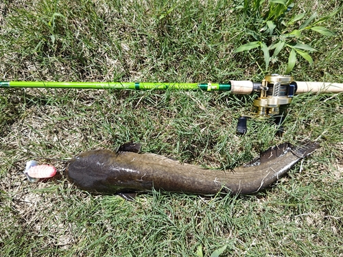 ナマズの釣果