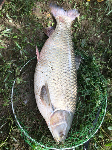 ソウギョの釣果