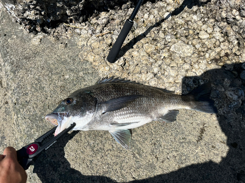 チヌの釣果