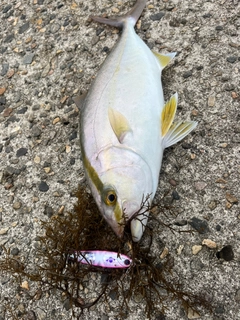 カンパチの釣果