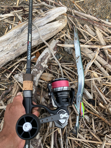 ダツの釣果