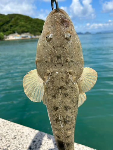 マゴチの釣果