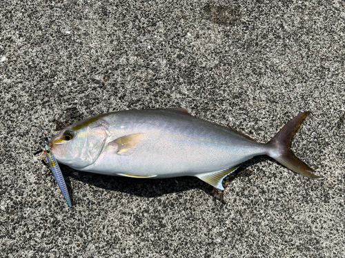 ネリゴの釣果