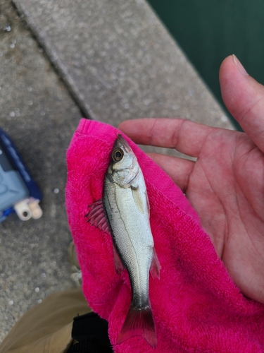 セイゴ（マルスズキ）の釣果