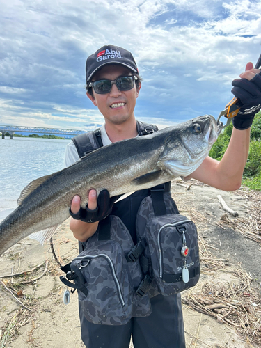 スズキの釣果