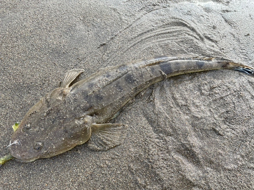 マゴチの釣果