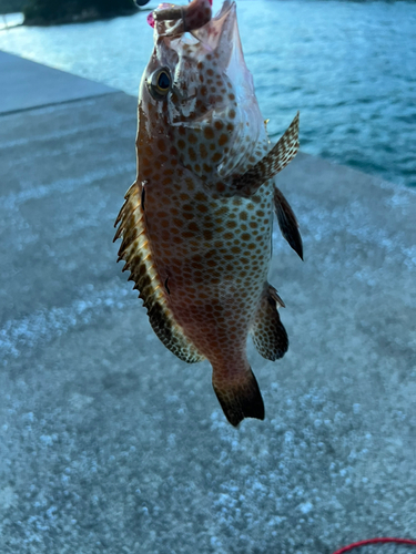 オオモンハタの釣果