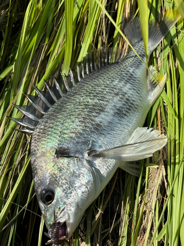 キビレの釣果