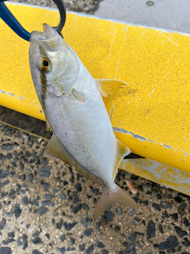 ショゴの釣果