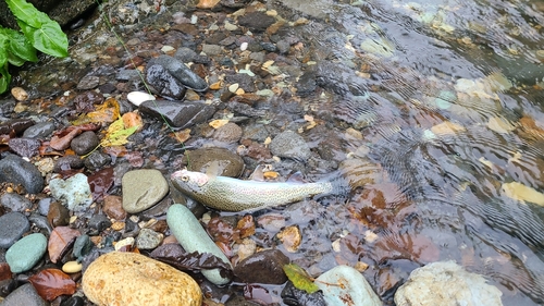 ニジマスの釣果