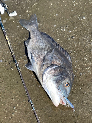 クロダイの釣果