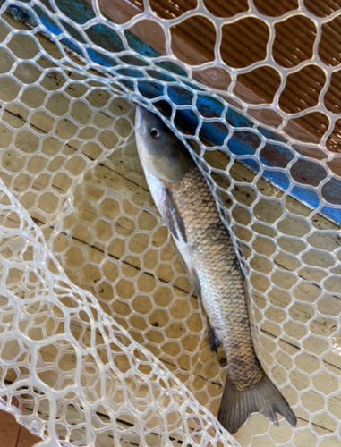 ニゴイの釣果