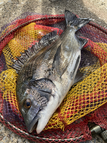 クロダイの釣果