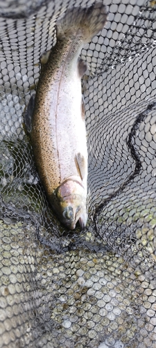 ニジマスの釣果