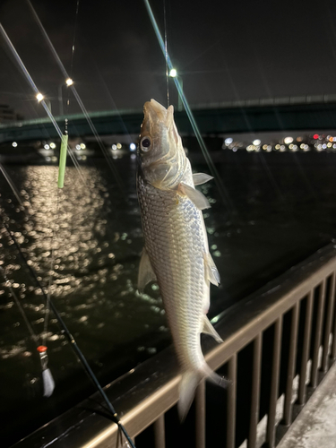 ニゴイの釣果