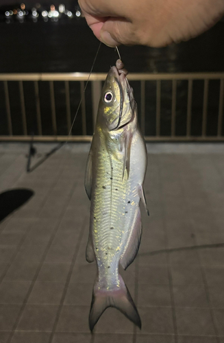 アメリカナマズの釣果