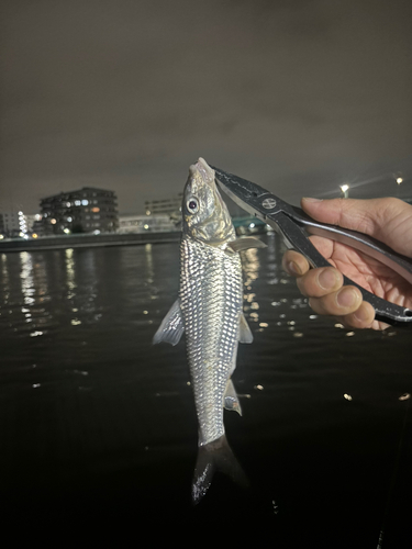 ニゴイの釣果